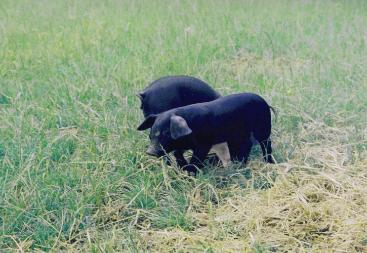 http://Piglets