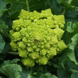 Romanesco