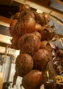 Stored Onions